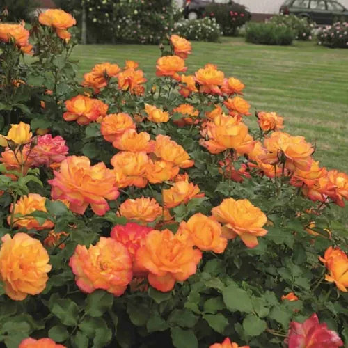 Roseira Trepadeira + Entrega Grátis + Brinde Surpresa Exclusivo