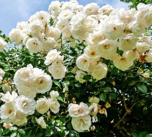 Roseira Trepadeira + Entrega Grátis + Brinde Surpresa Exclusivo